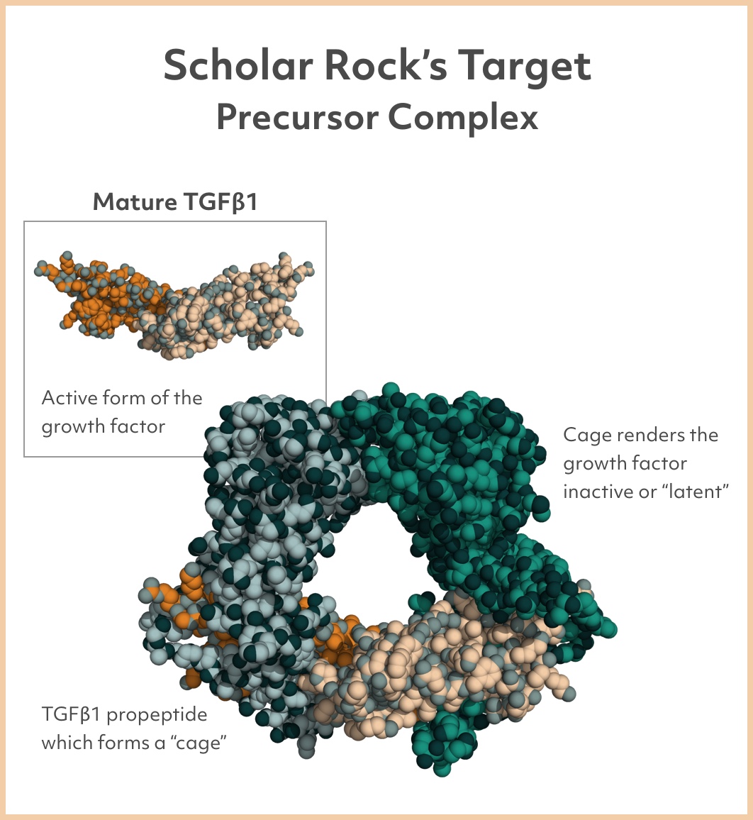 Chart showing a visualization of Scholar Rock's Target Precursor Complex